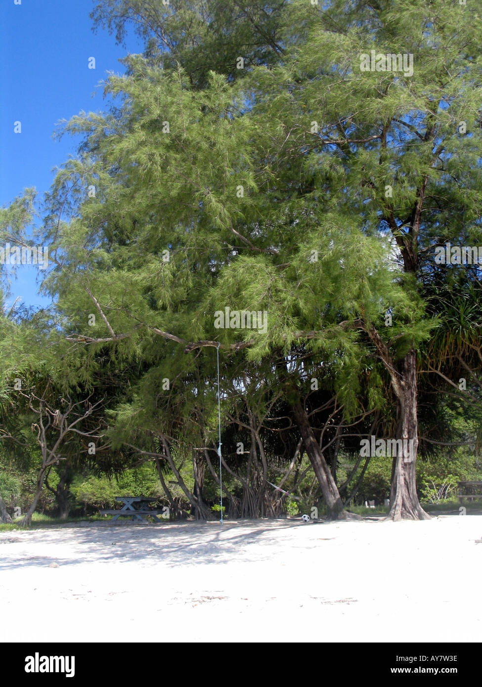 Am Strand von Ko Tarutao Insel Thailand schwingen Stockfoto