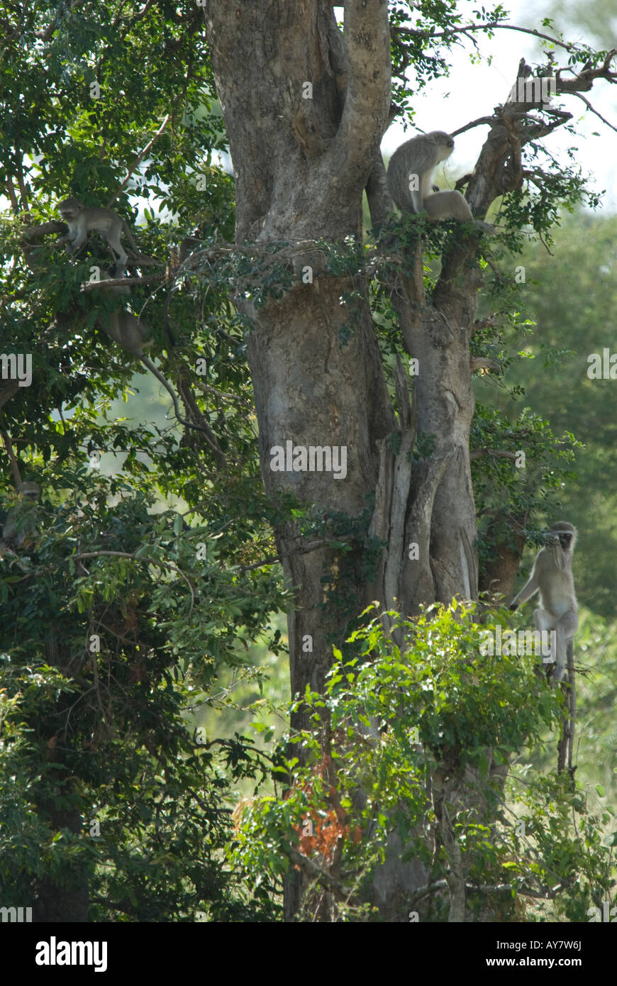Eine Truppe von Veret Affen spielen in einem Baum im afrikanischen Busch Stockfoto