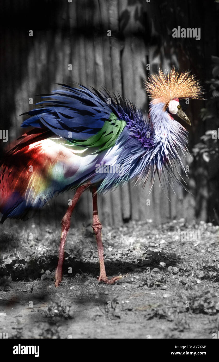 Farbige Wildvogel einzigartig und anders Konzept. Vogel ist eingefärbte Schwarzweißfoto Stockfoto