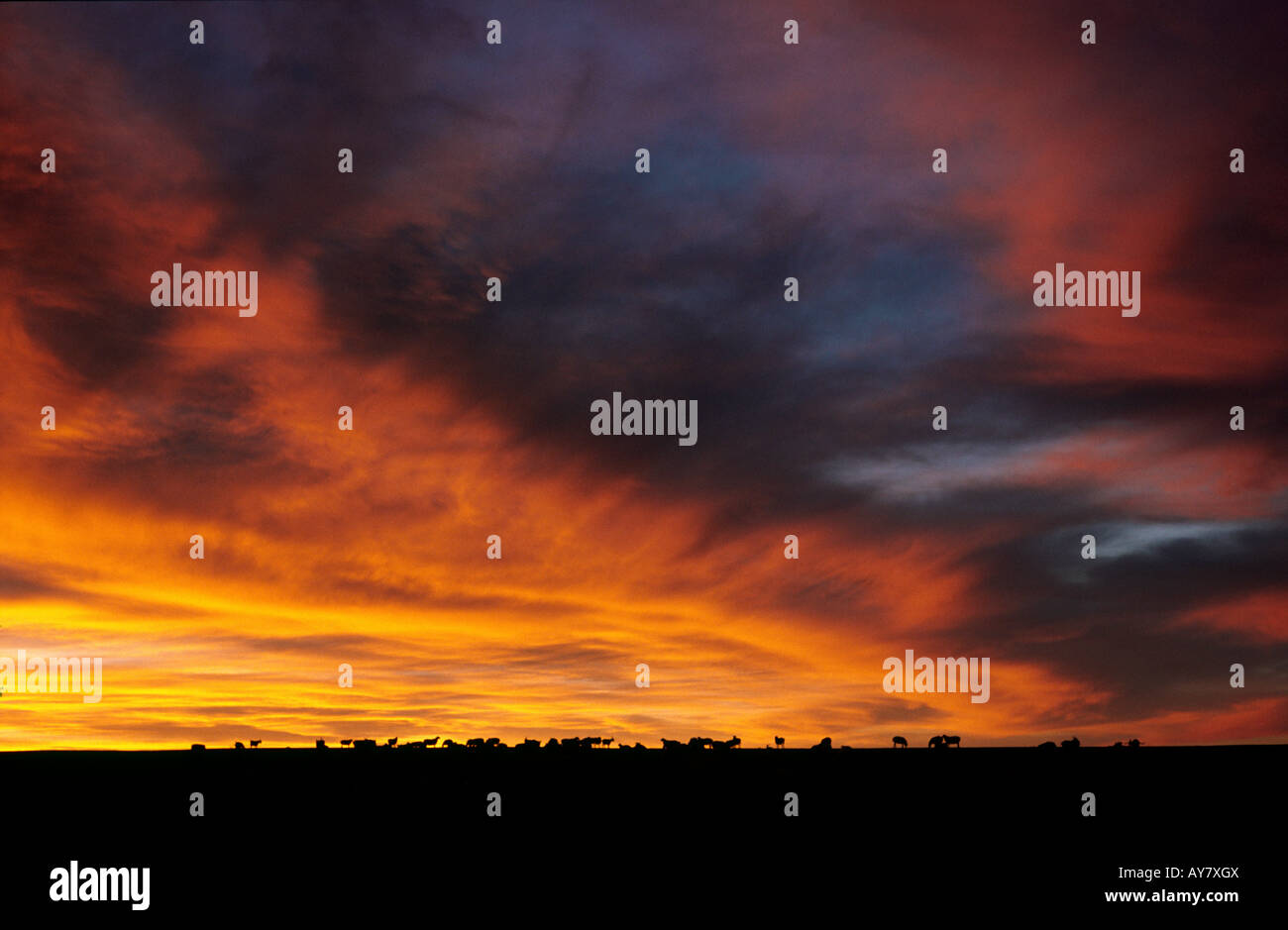 Herde von Schafen und Ziegen vor einem dramatischen Sonnenuntergang auf der Flaming Cliffs Bayanzag in der Gobi Wüste in der äußeren Mongolei. Stockfoto