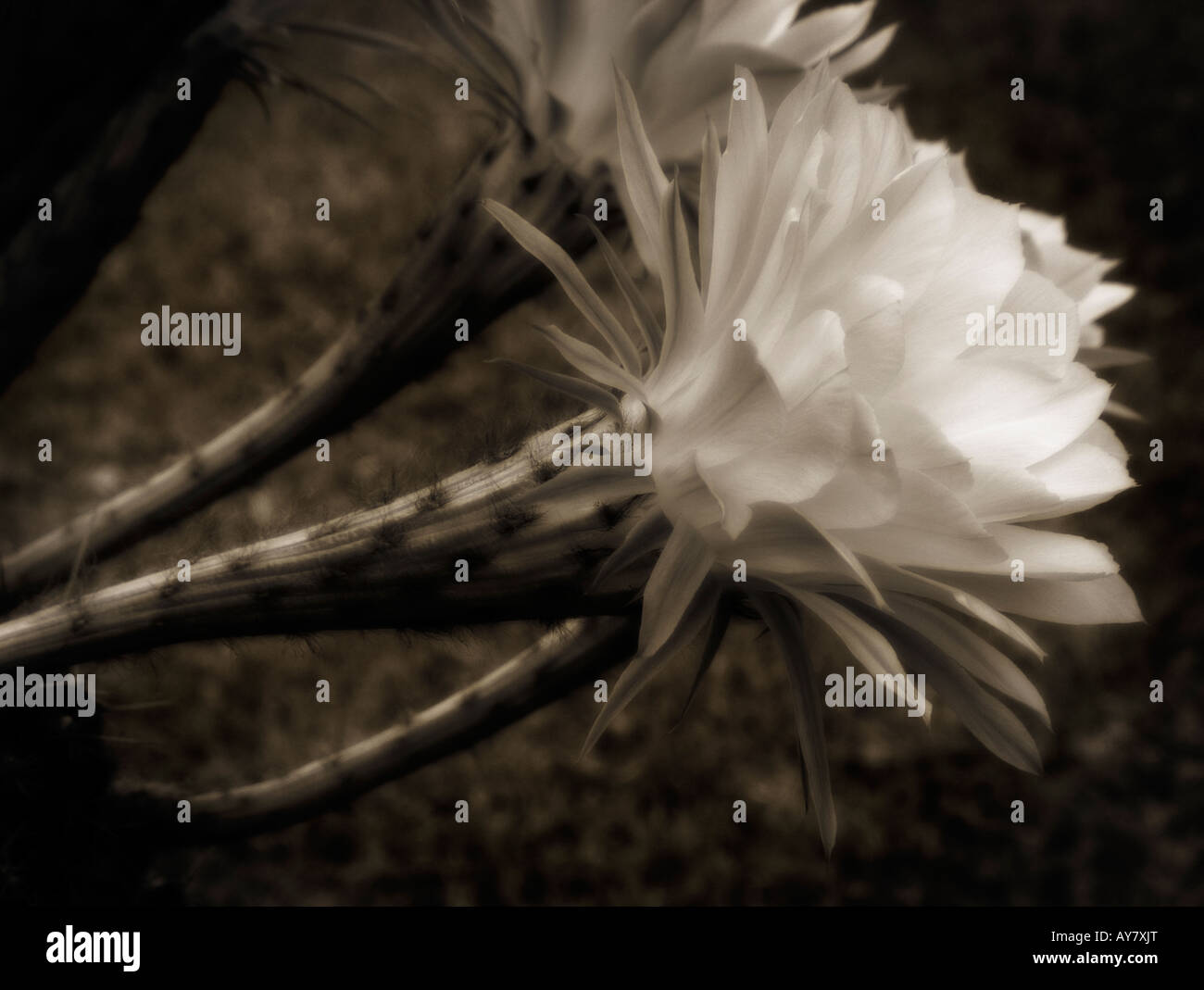 Blühende Cactaceae "Echinopsis Multiplex" Stockfoto