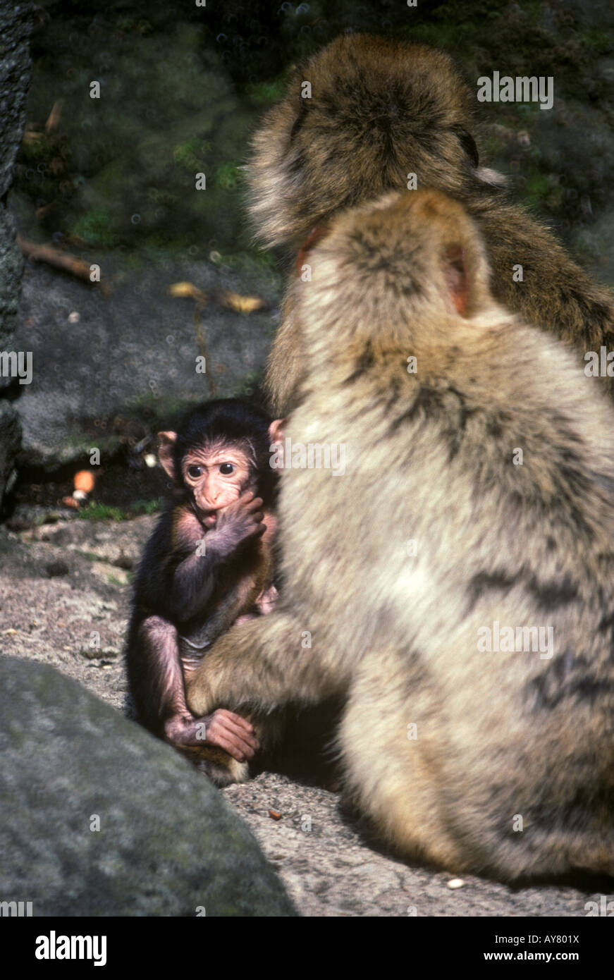 Berberaffe Affen Zoo von Edinburgh Stockfoto