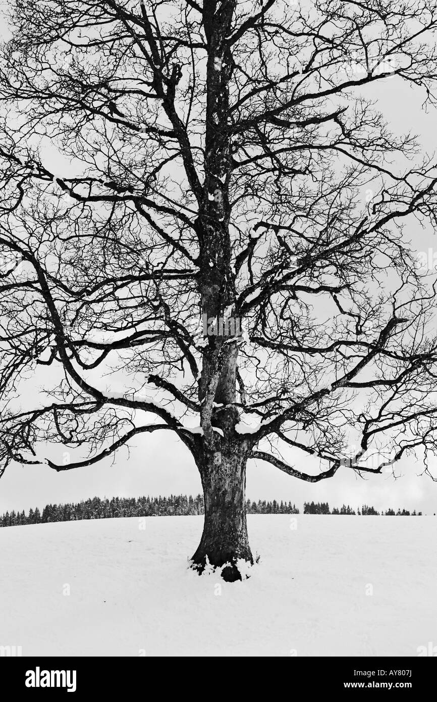 Schneebedeckte Bäume In Winterlandschaft Stockfoto