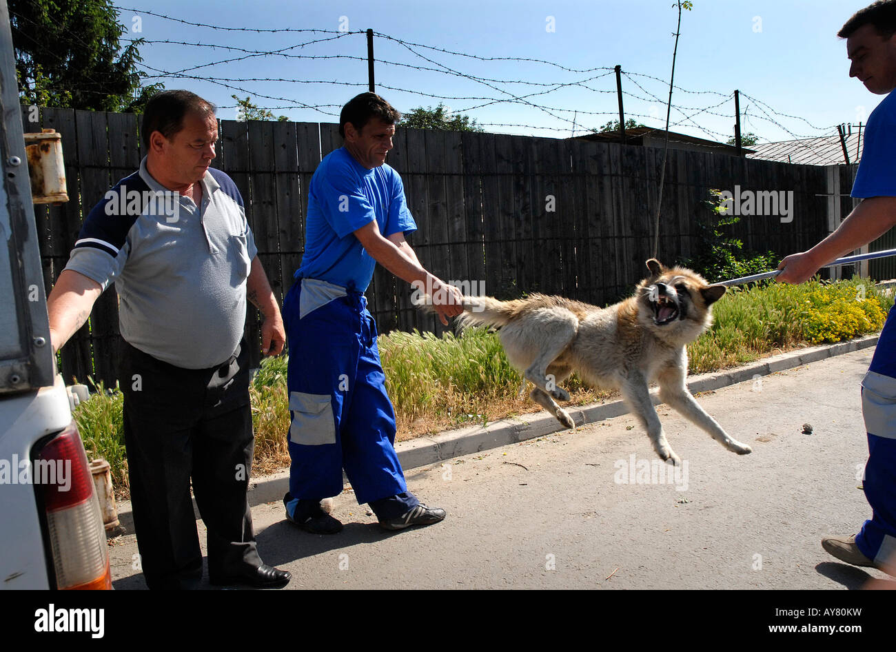 Hund-Catchers in Bukarest, Hauptstadt, Osteuropa. Die Stadtregierung berichtet, dass 9.000 Menschen jedes Jahr gebissen werden Stockfoto