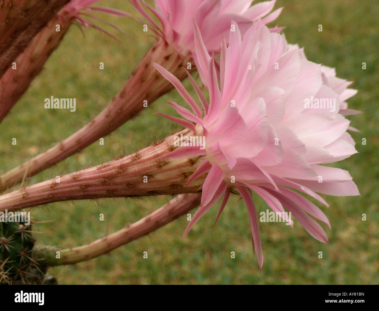 Blühende Cactaceae "Echinopsis Multiplex" Stockfoto