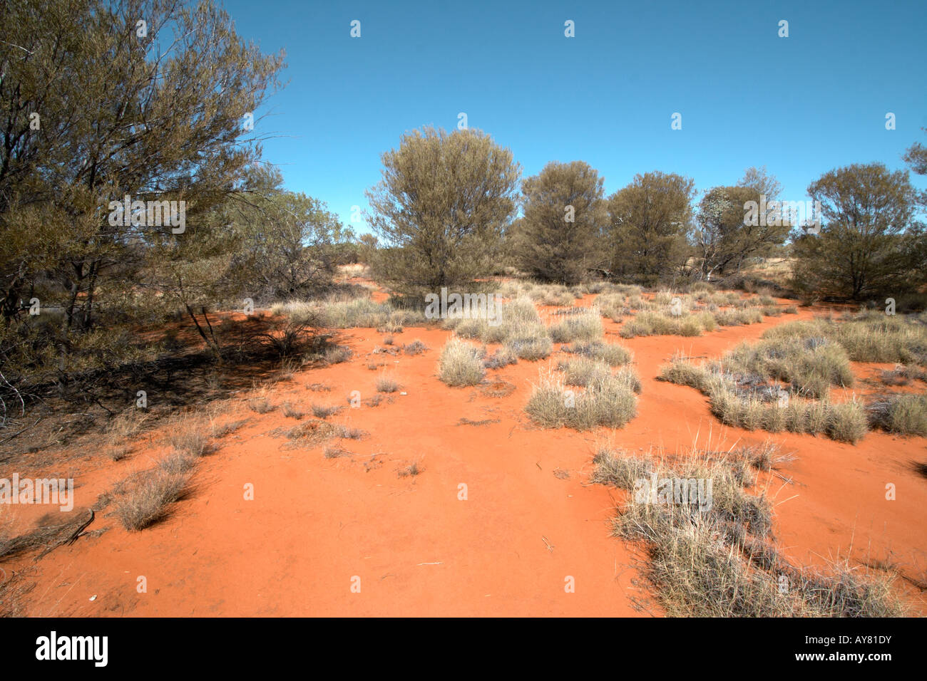 Bush, Zentral-Australien, Northern Territory, Australien Stockfoto
