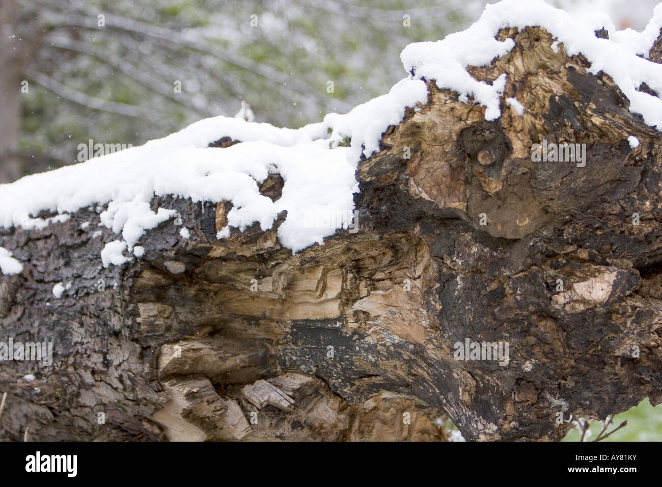 Knorriger Baumstamm mit Schneedecke Stockfoto