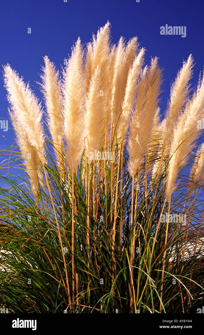 Herr 0383 Pflanze üppigen Wassergarten vor einem tiefblauen Himmel in Las Cruces, New Mexico. Stockfoto