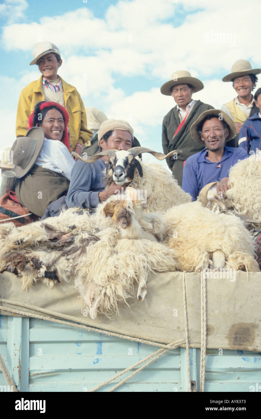 Transport von Schafen und Menschen per LKW in Tibet Stockfoto