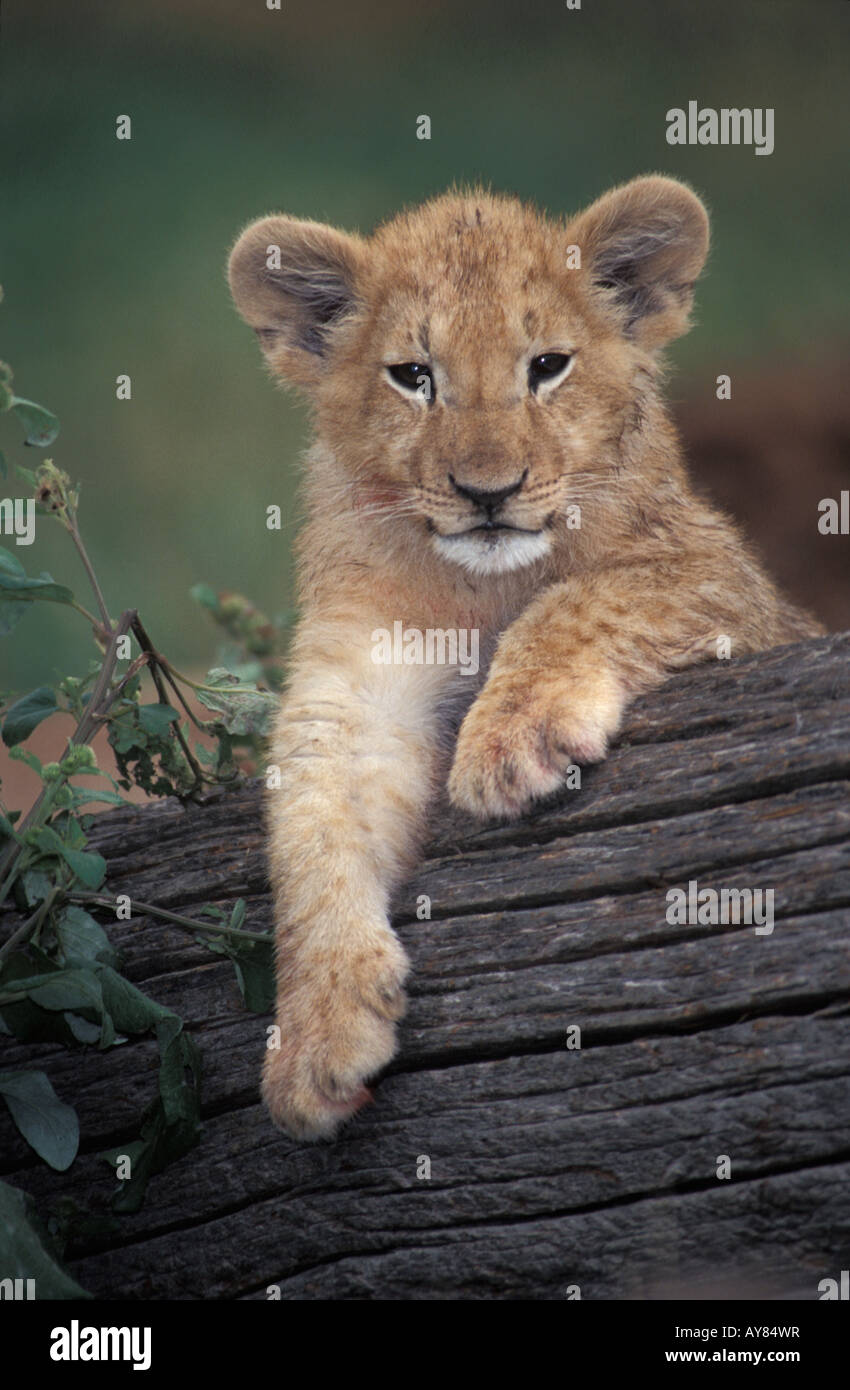 Lionceau Couché Sur Une Branche Kenia Afrika allein Babys Baby vor dem Schlafengehen Big Cat Big Katzen gekauft Boughts Zweig Zweige Carnivora Stockfoto
