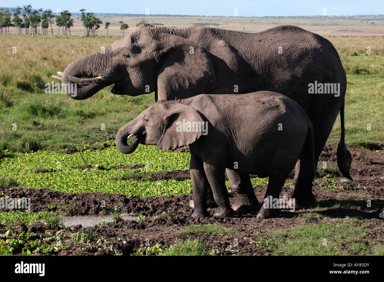 Erwachsene und junge Elefanten am Wasserloch Masai Mara in Kenia Stockfoto