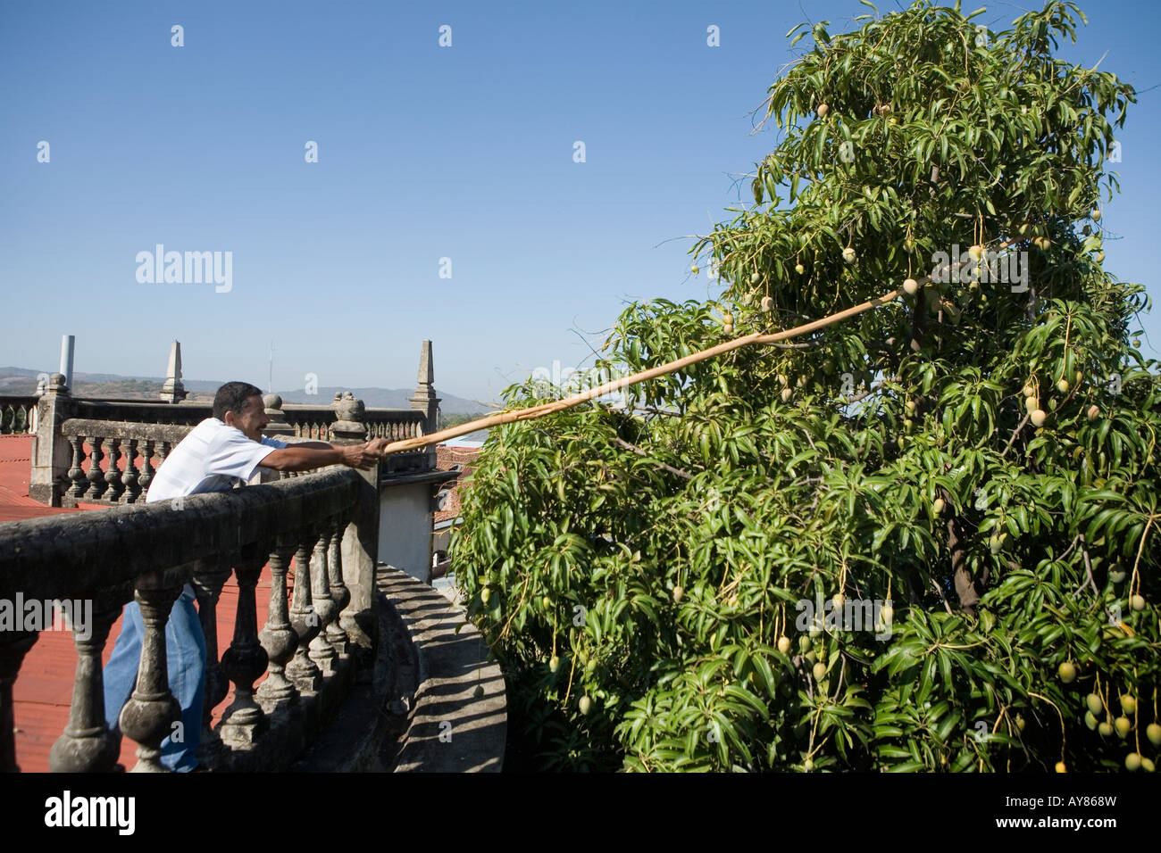 Mann, die Kommissionierung Reife Mangos von einem Dach Leon Nicaragua Stockfoto