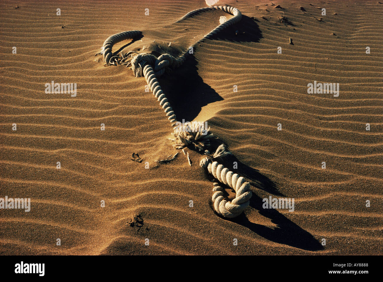 Dicke lange Linie schlafen auf Wind geblasen Sandstrand in Lofoten-Inseln aus Nord-Norwegen Stockfoto