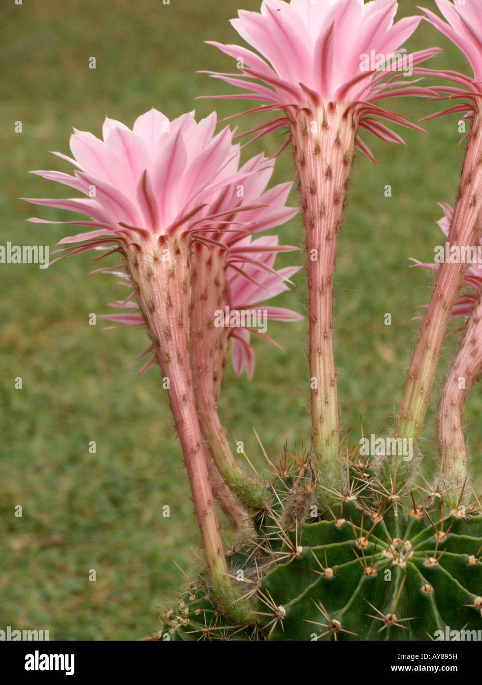 Blühende Cactaceae "Echinopsis Multiplex" Stockfoto