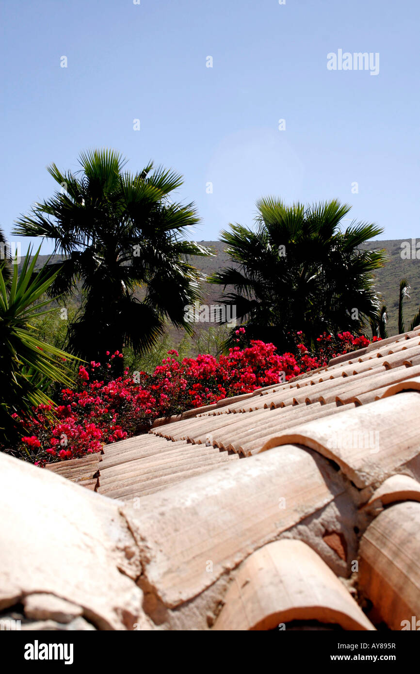 BOUGAINVILLEA UND PALMEN BÄUME ÜBER EINEN TERRAKOTTA-DACH Stockfoto