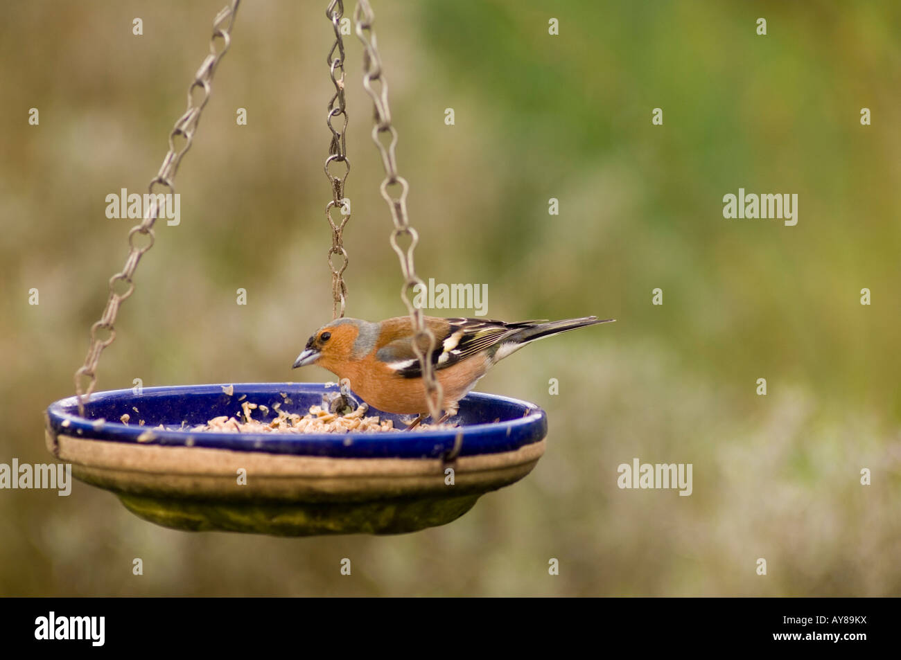 Männlichen Buchfinken (Fringilla Coelebs) Stockfoto