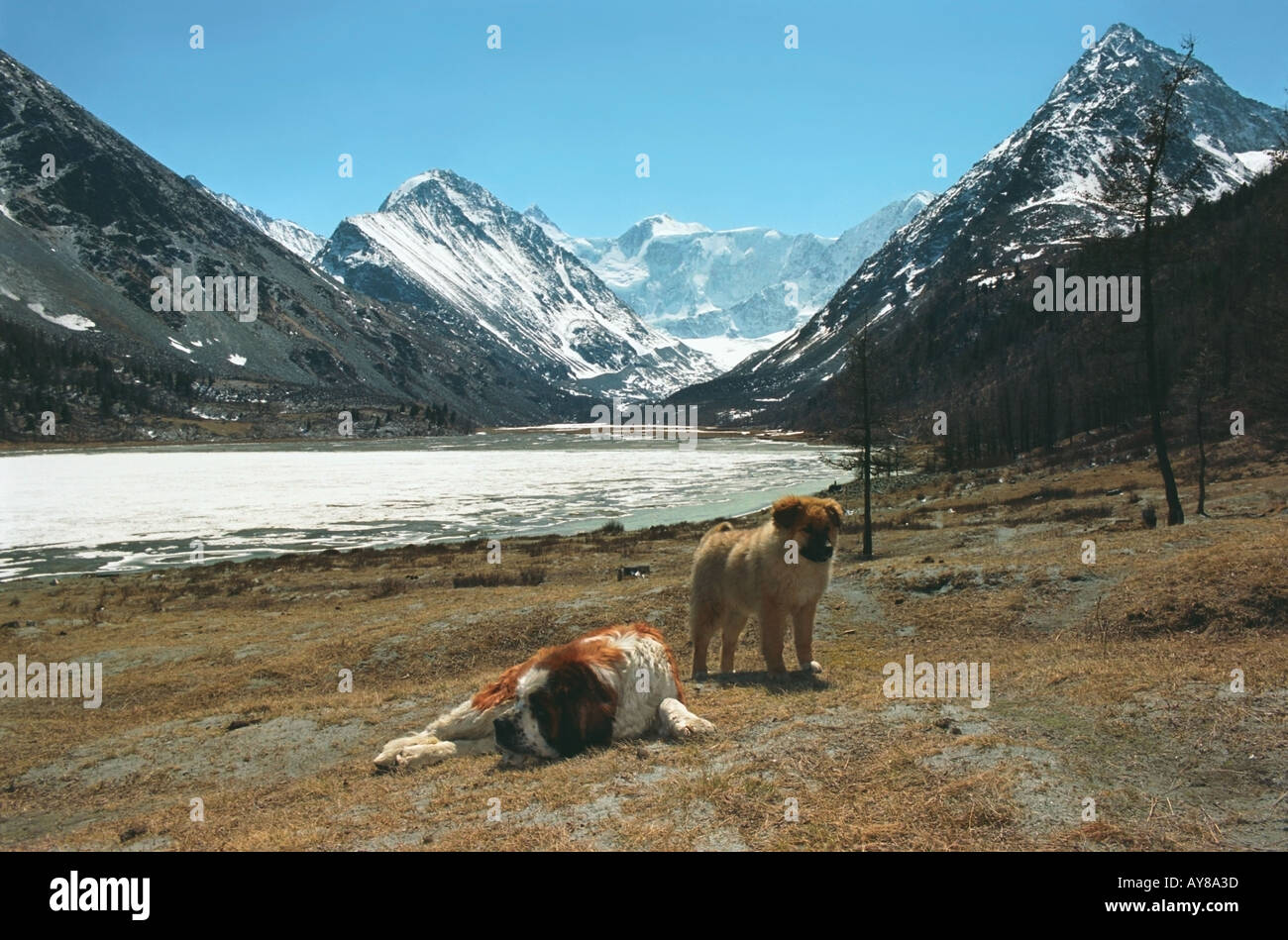 Wachhunde im Bergsteigen Lager Ak Kem The Belukha Berg Altai Russland Stockfoto