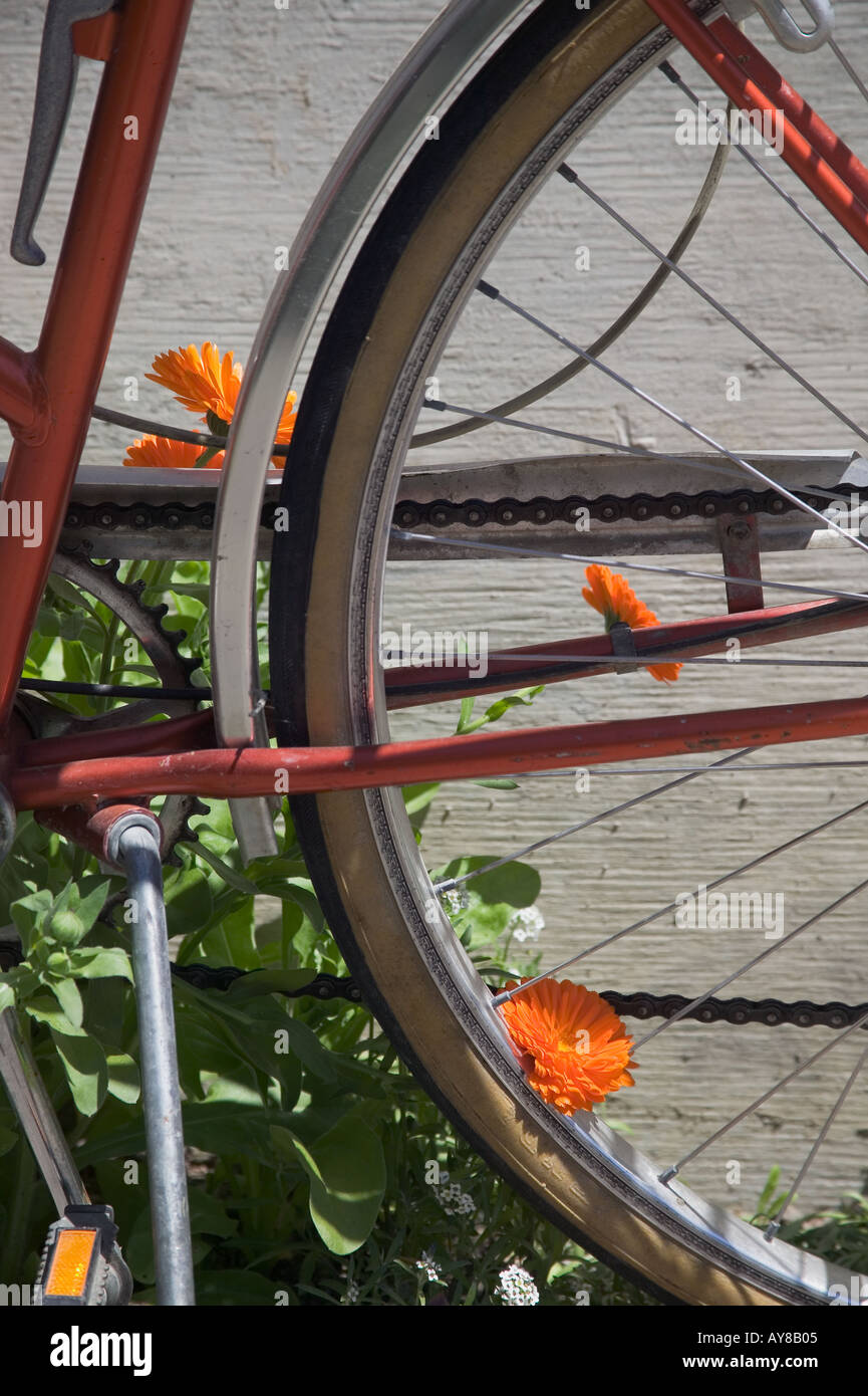 Nahaufnahme von Fahrradreifen und orange Blumen Langley Whidbey Island  Washington Stockfotografie - Alamy