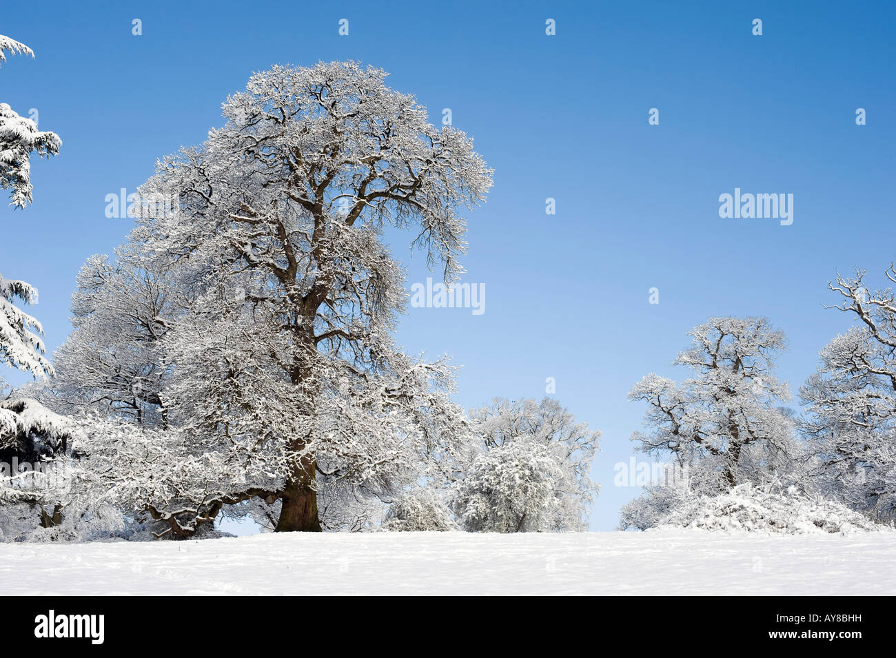 Schneebedeckte Bäume in der englischen Landschaft. Oxfordshire, England Stockfoto