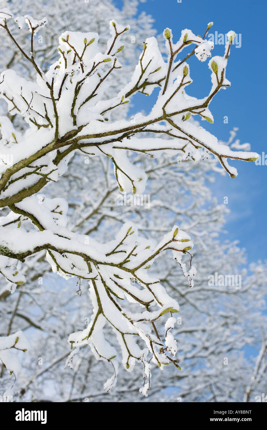 Acer Pseudoplatanus. Ahorn Baum Zweige und Knospen bedeckt im Schnee vor einem blauen Himmel. UK Stockfoto