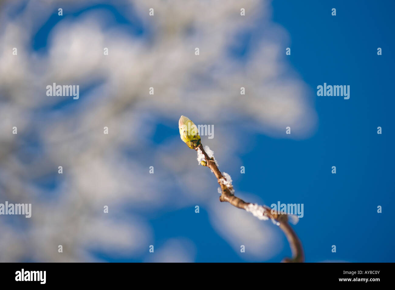 Acer Pseudoplatanus. Ahorn Baum Zweige und Knospen bedeckt im Schnee vor einem blauen Himmel. UK Stockfoto