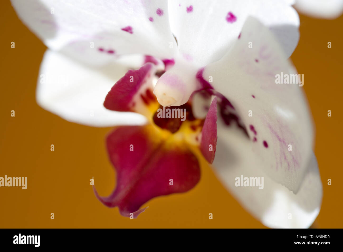 White Orchid auf sattem gelb ocker Hintergrund Stockfoto