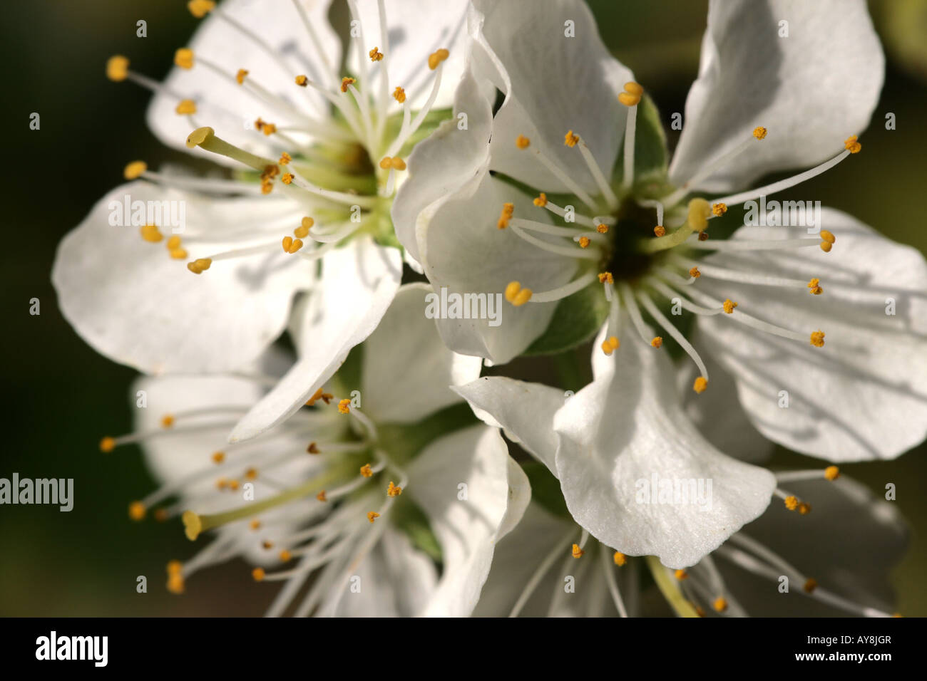 PFLAUMENBLÜTE (Prunus domestica) Stockfoto