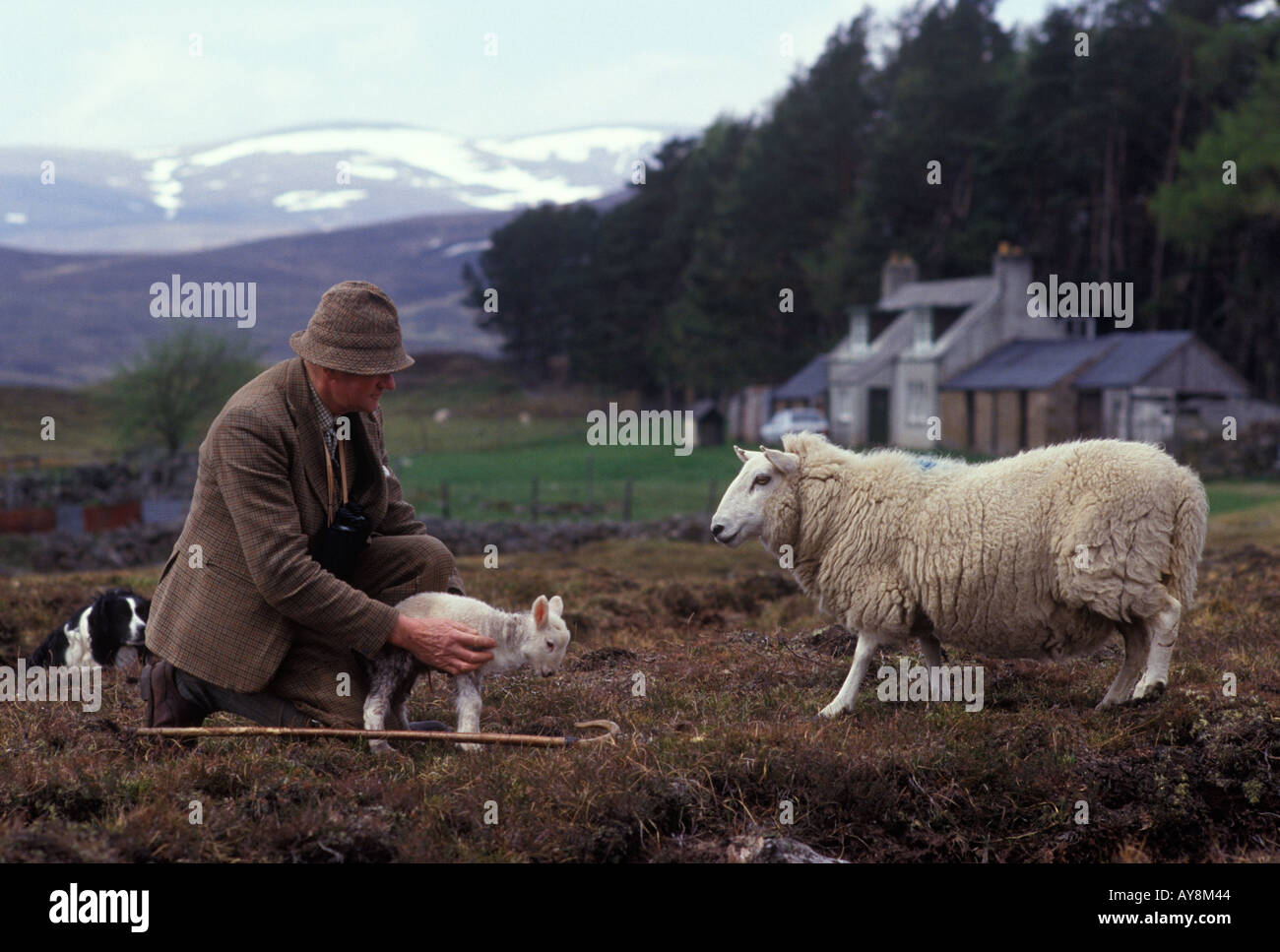 Lambing Saison Hügelbauer traditioneller Schäfer mit seinem Schafhund eine Ewe und ihr Lamm. Scottish Borders Schottland 1980er Jahre UK HOMER SYKES Stockfoto