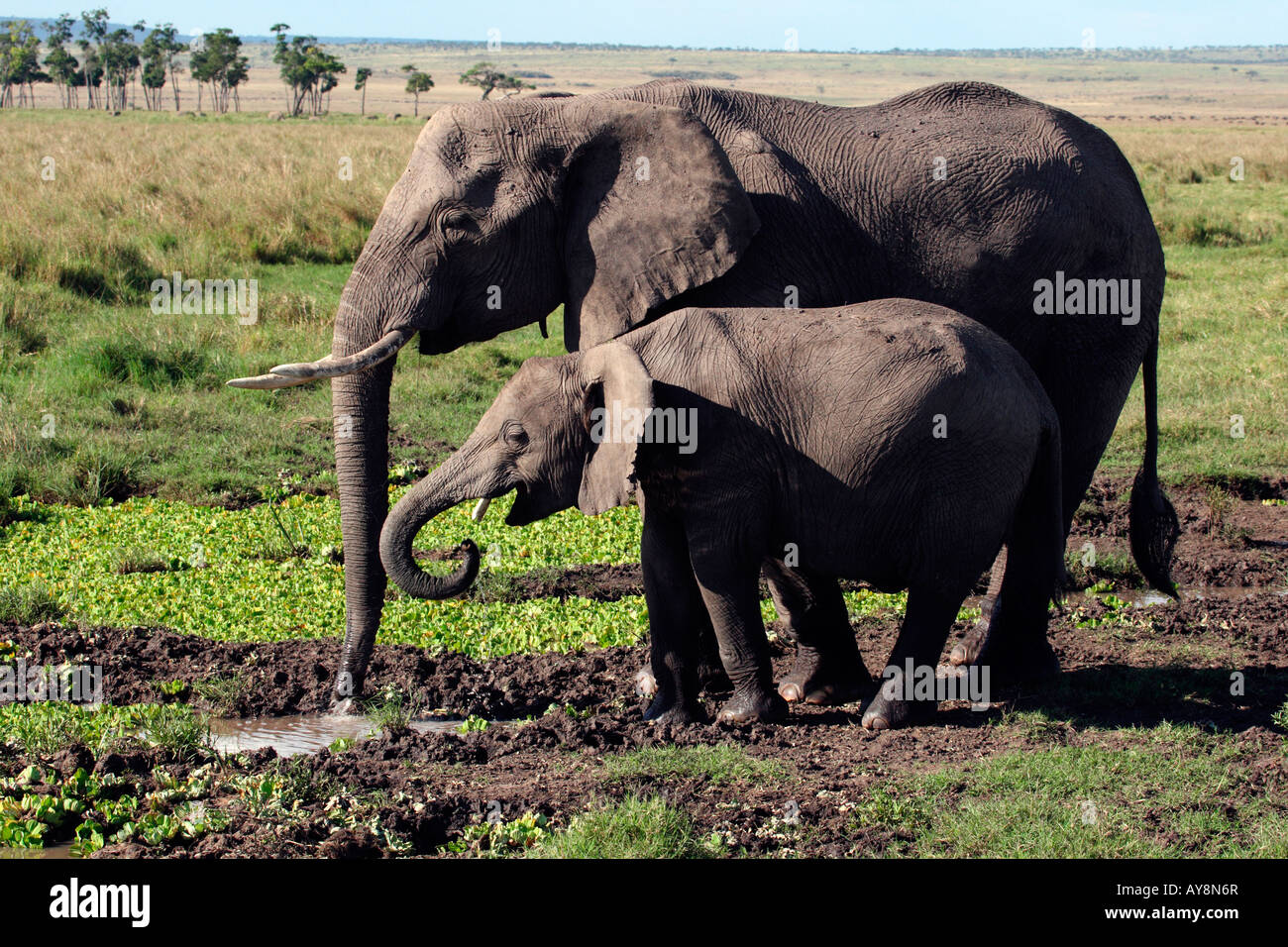 Erwachsene und junge Elefanten am Wasserloch trinken, Masai Mara, Kenia Stockfoto