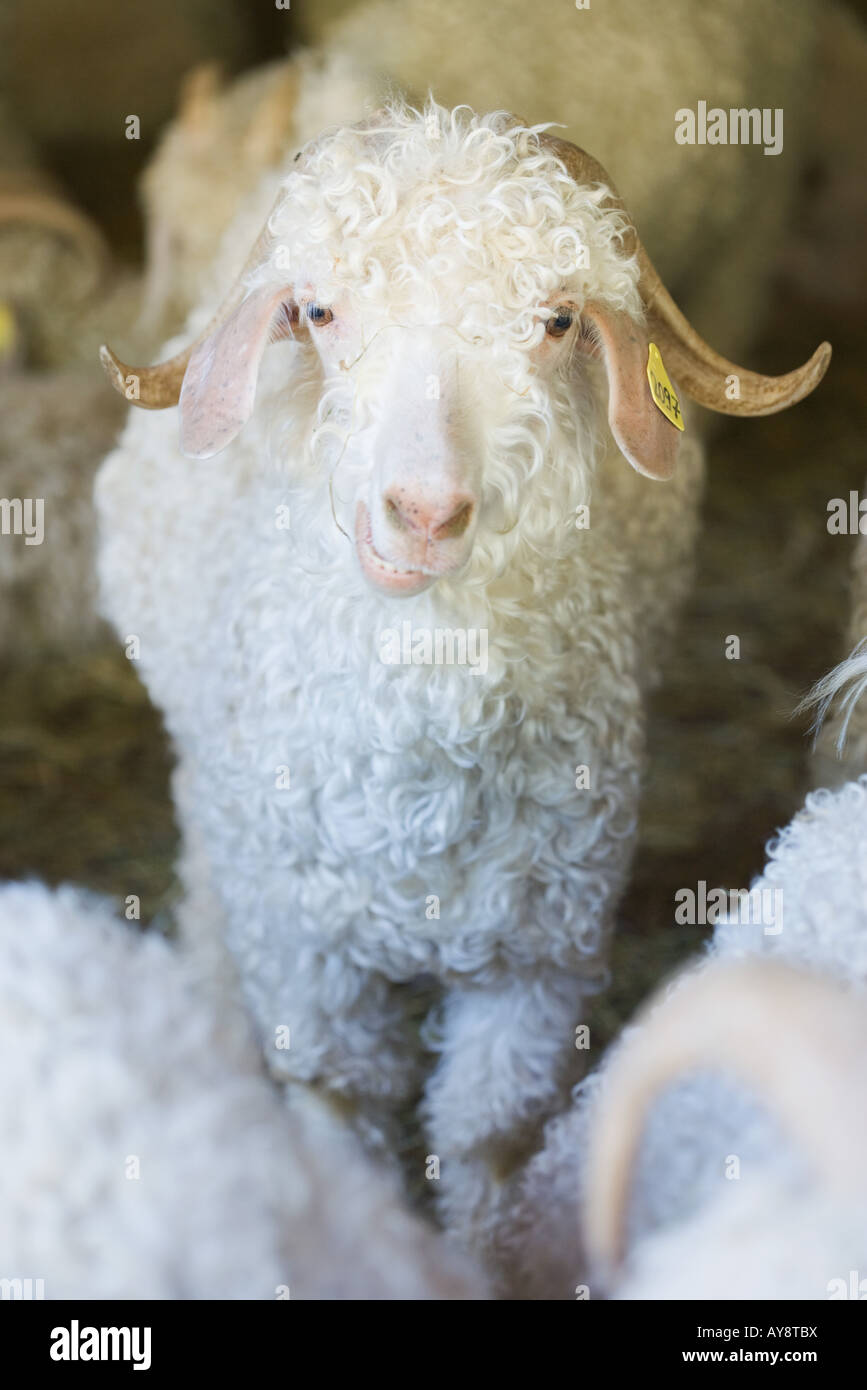 Angora-Ziege im Stall, Blick in die Kamera Stockfoto