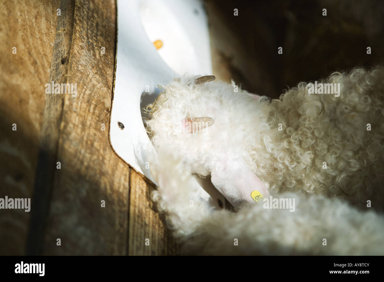 Junge Angora-Ziege Essen aus Feeder, erhöhte Ansicht Stockfoto