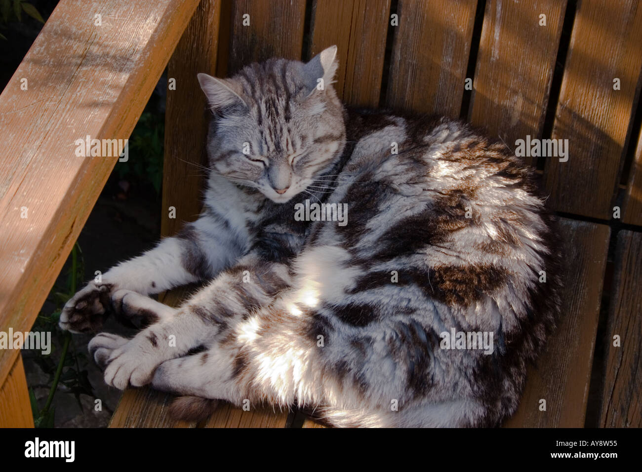 Silber Tabby Katze schlafend auf schattigen Gartenbank, UK Stockfoto