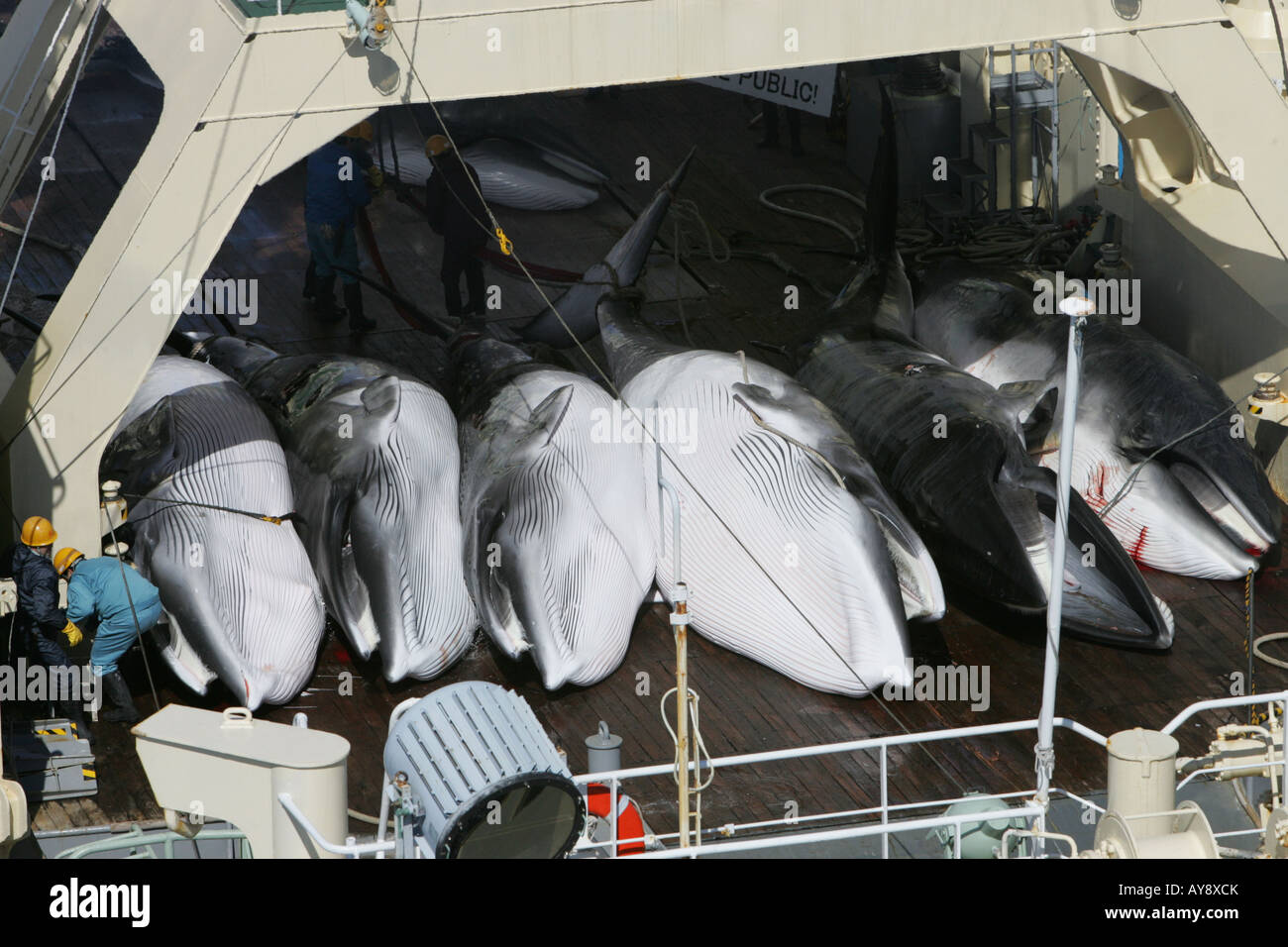 Toten Zwergwale auf der flensing Terrasse die Forschungsfabrik Schiff, die Nisshin Maru, der die japanische Walfangflotte. Stockfoto