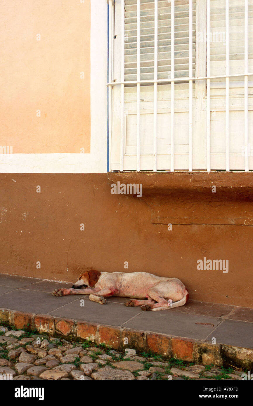 Fauler Hund schlafend auf einer Straße in Trinidad, Kuba Stockfoto