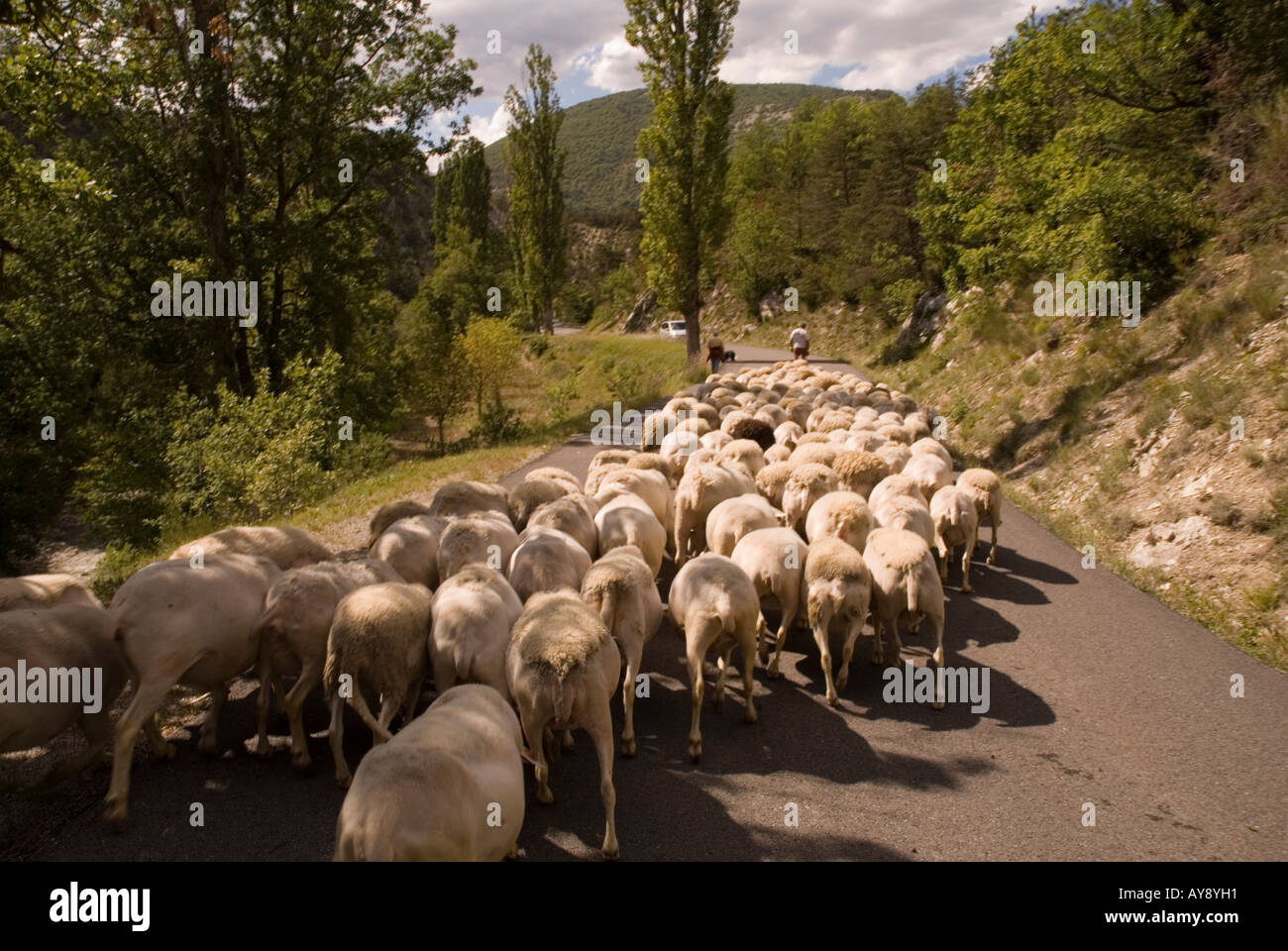 Eine große Herde von Schafen blockieren die Bergstraße in Süd-Frankreich-Baronnies. Département Drôme. Stockfoto