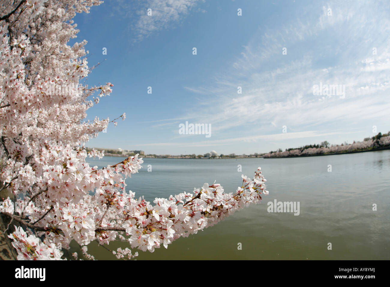 Kirschblüten, Thomas Jefferson Memorial und Gezeitenbecken, West Potomac Park, The Mall, Washington DC, USA Stockfoto