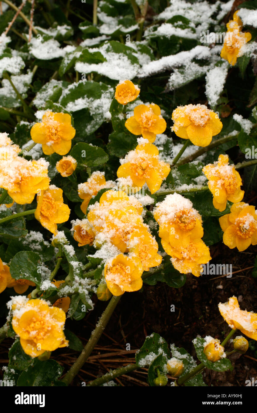 APRIL SCHNEE AUF CALTHA PALUSTRIS AGM Stockfoto
