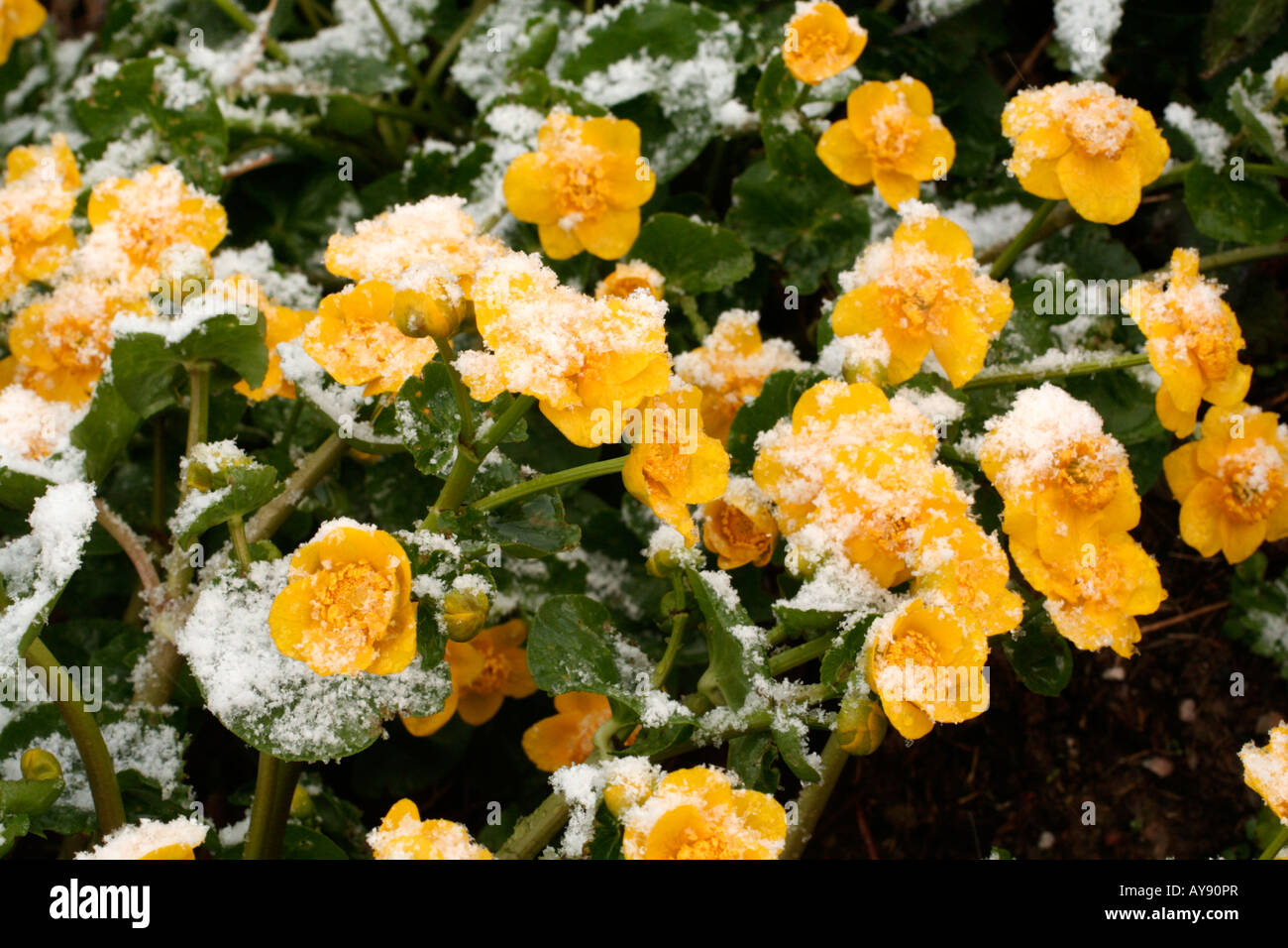 APRIL SCHNEE AUF CALTHA PALUSTRIS AGM Stockfoto