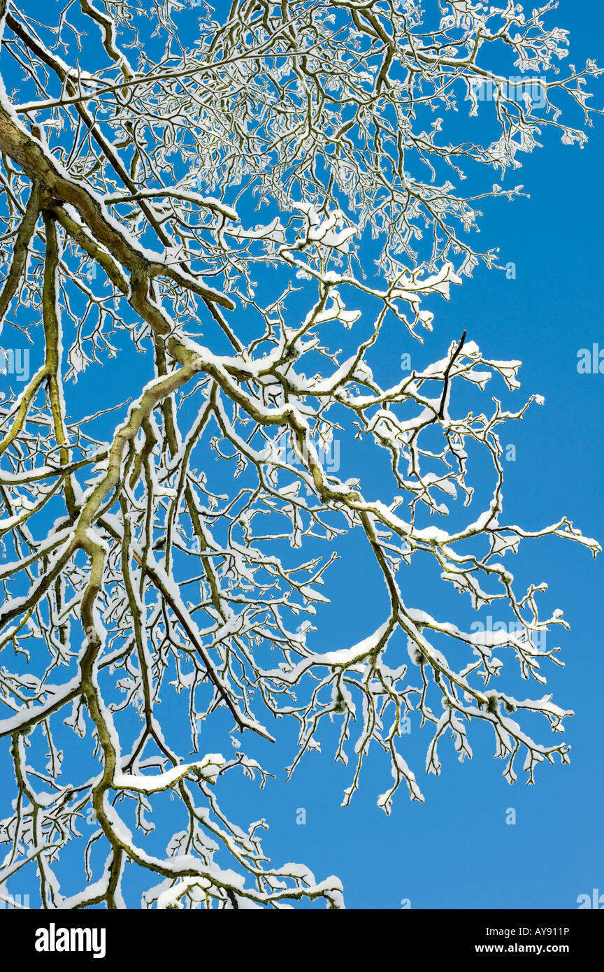 Acer Pseudoplatanus. Ahorn Baum Zweige und Knospen bedeckt im Schnee vor einem blauen Himmel. UK Stockfoto