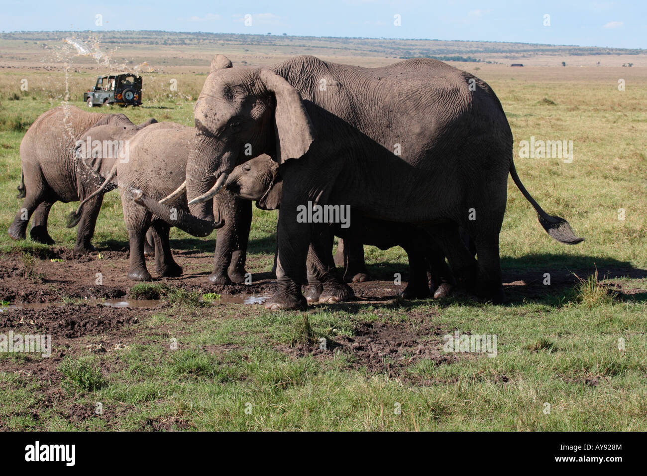 Elefanten am Wasserloch spritzende Wasser Stockfoto