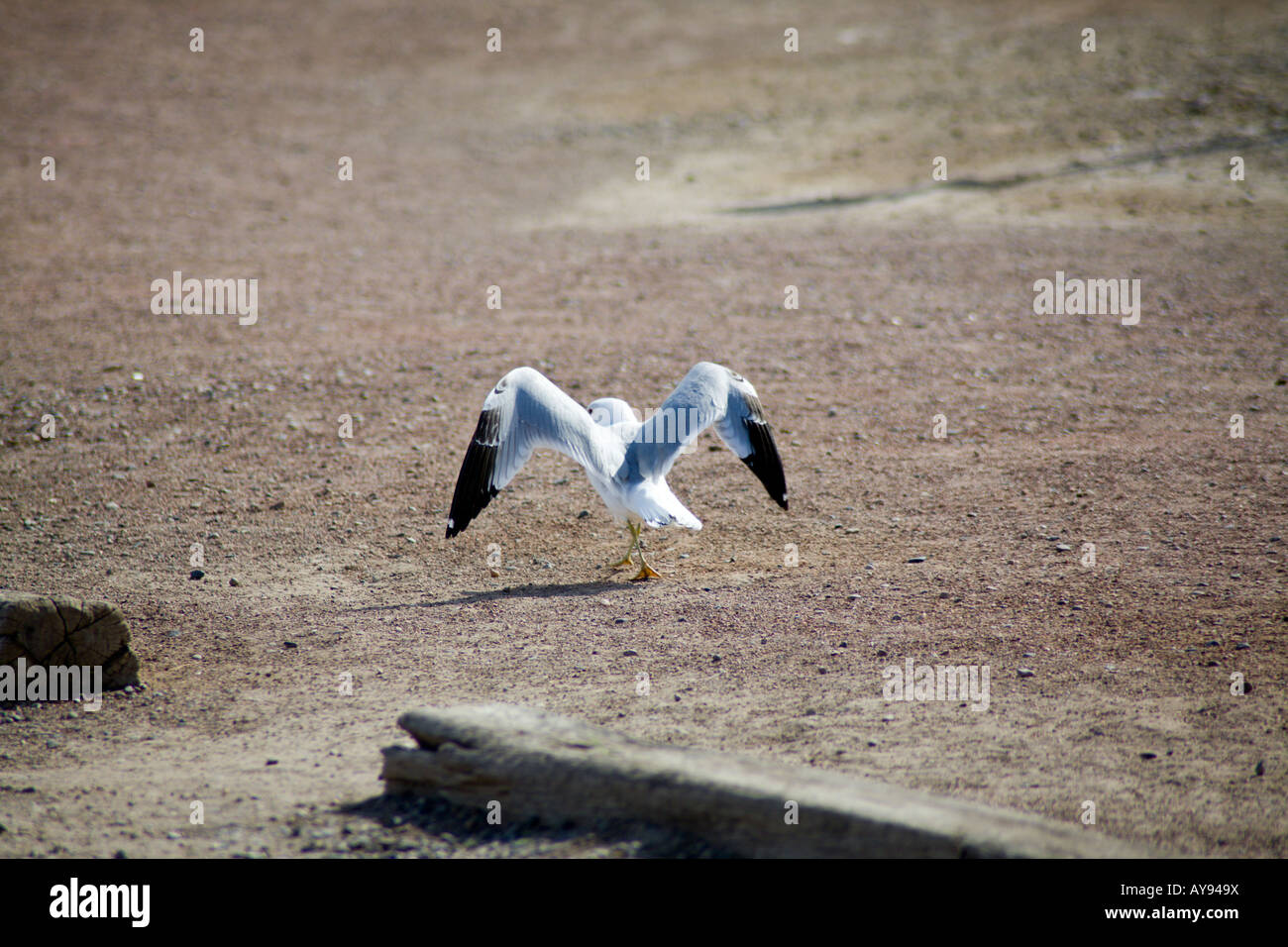 Sea Gull stolzieren seine Sachen Stockfoto