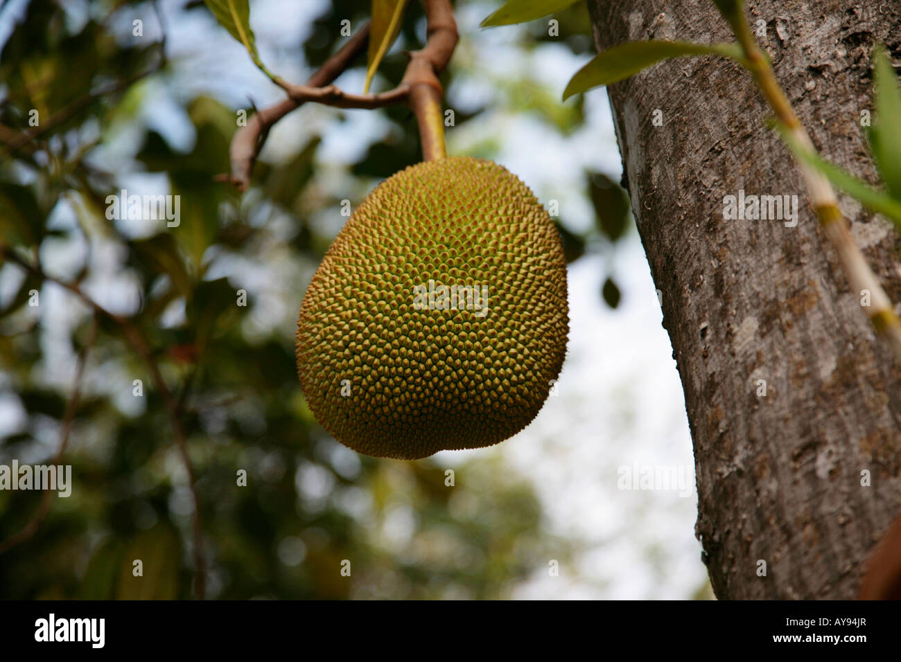 Malaiische frucht -Fotos und -Bildmaterial in hoher Auflösung – Alamy