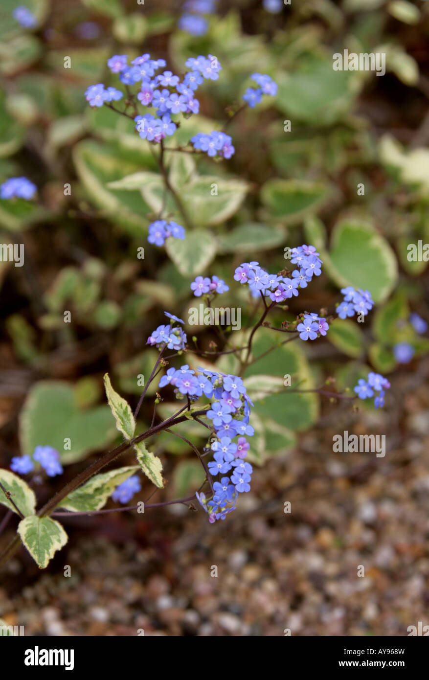 Sibirische Bugloss, Brunnera Macrophylla 'Hadspen Cream', Boraginaceae Stockfoto