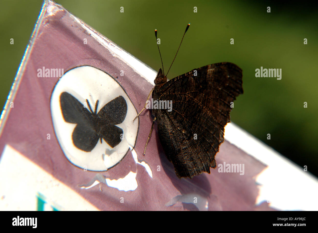 Lebenden Schmetterling sitzt auf einer Zeichnung Schmetterling Stockfoto