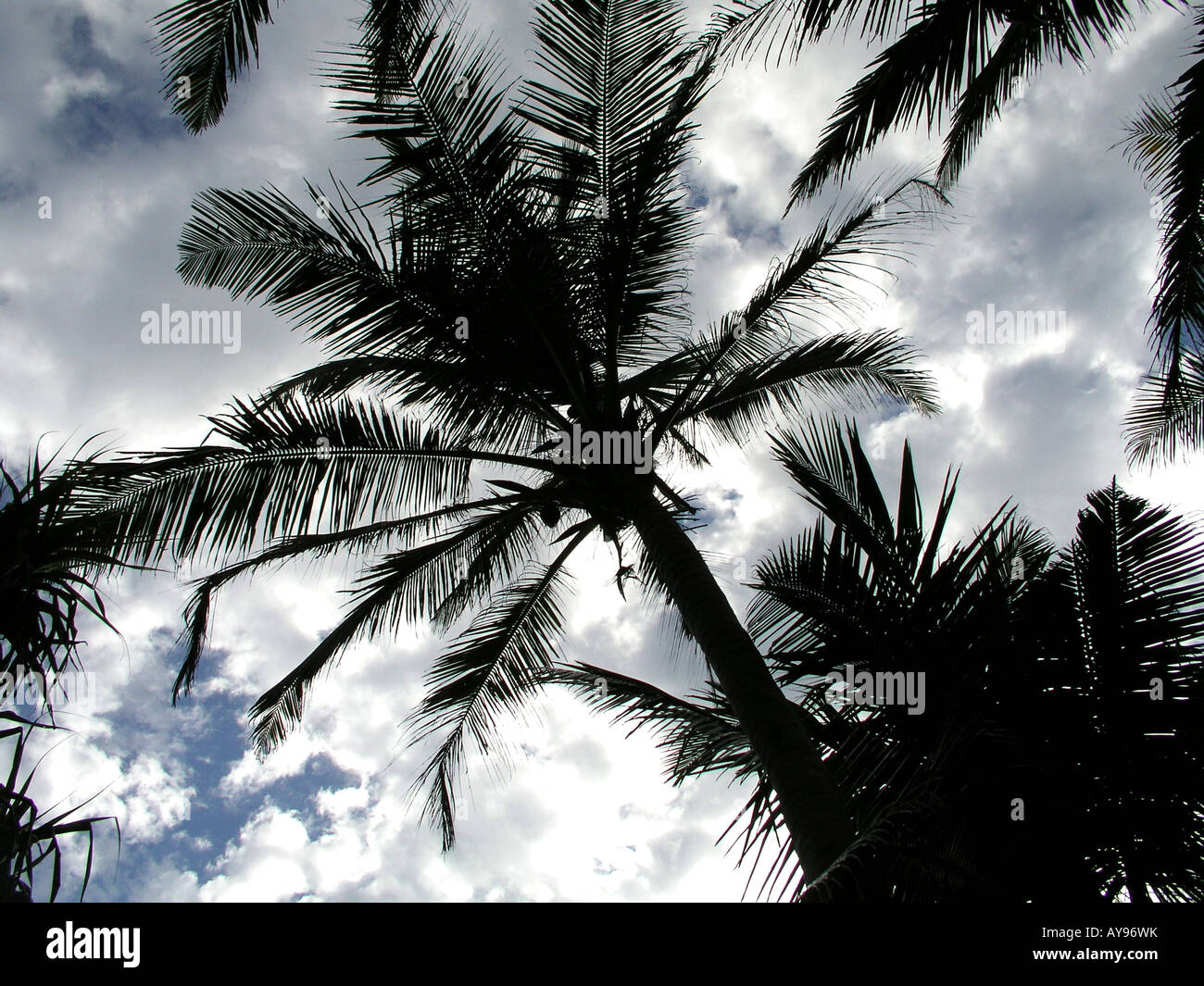PALM TREE SILHOUETTE Stockfoto