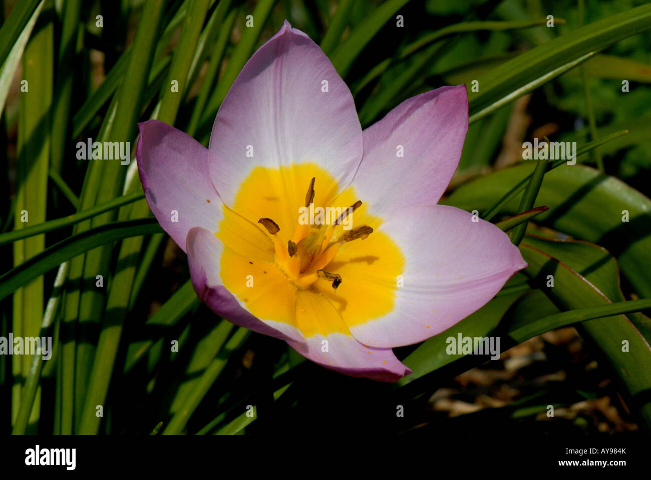 Blüte einer Miniatur-Tulpe Bakeri Lilac Wonder Stockfoto