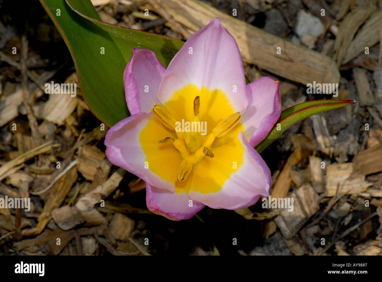 Blüte einer Miniatur-Tulpe Bakeri Lilac Wonder Stockfoto