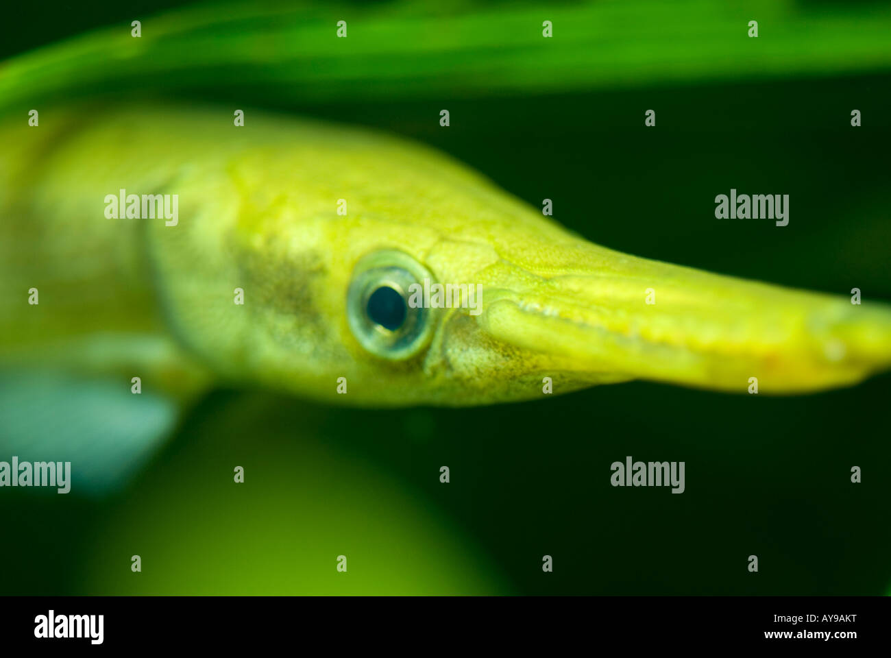 gelber Fisch Stockfoto