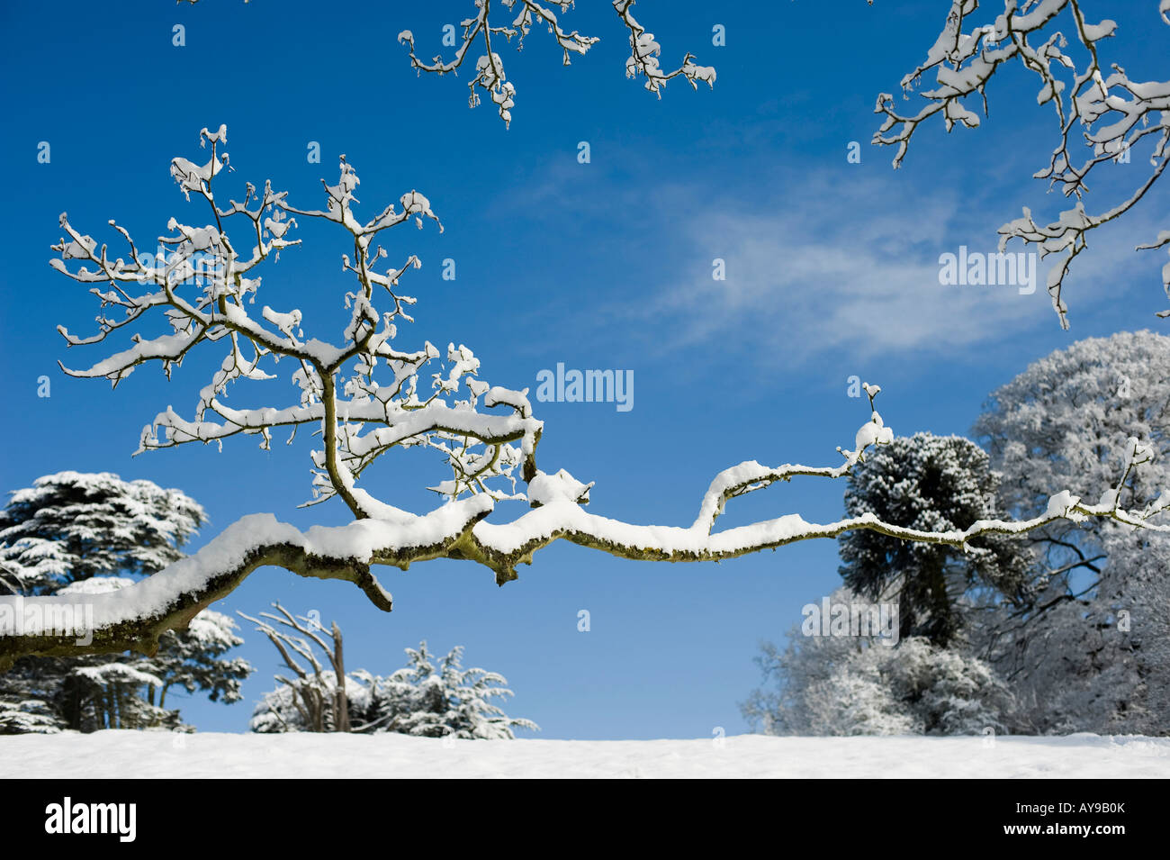 Schneebedeckte Eiche in der englischen Landschaft. Oxfordshire, England Stockfoto