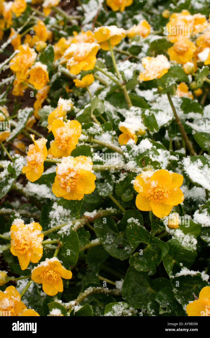 APRIL SCHNEE AUF CALTHA PALUSTRIS AGM Stockfoto